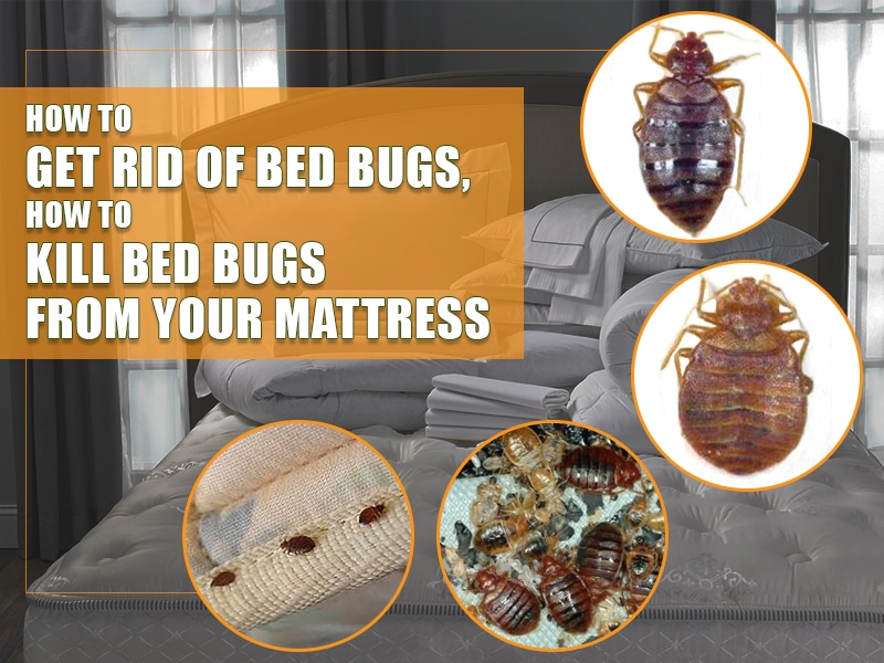 get rid of bed bugs