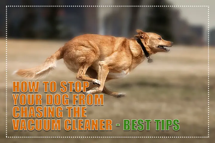 How to Stop Your Dog from Chasing the Vacuum Cleaner - Best Tips