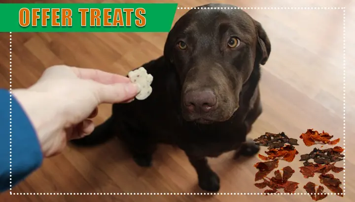 Offer-Treats Offer Treats