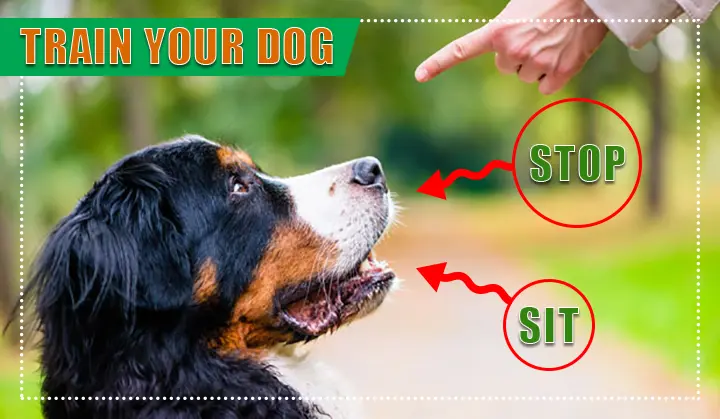 train-your-dog train your dog